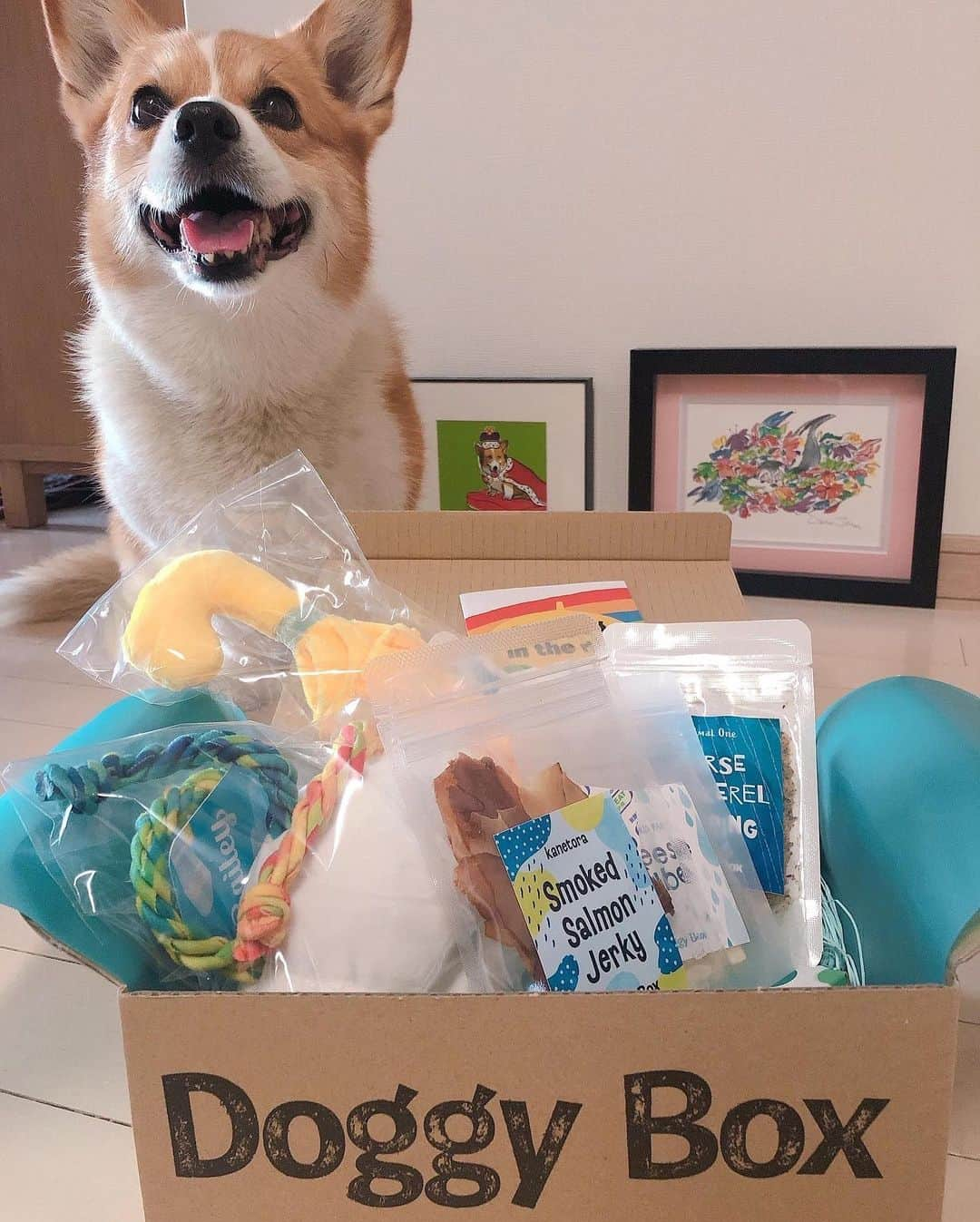 IMALUさんのインスタグラム写真 - (IMALUInstagram)「Doggy Boxさんからバルーへ素敵なギフトを頂きました🥳  #doggybox #corgi #コーギー」6月9日 18時36分 - imalu_0919