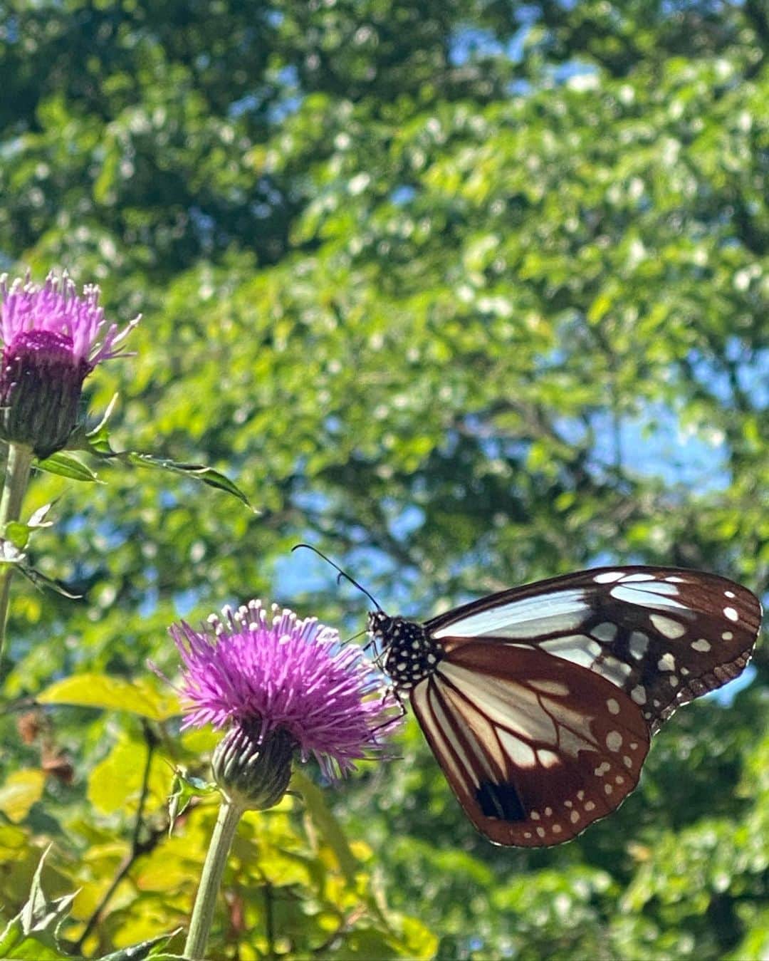 森星さんのインスタグラム写真 - (森星Instagram)「Butterfly effect🦋」6月9日 19時40分 - hikari