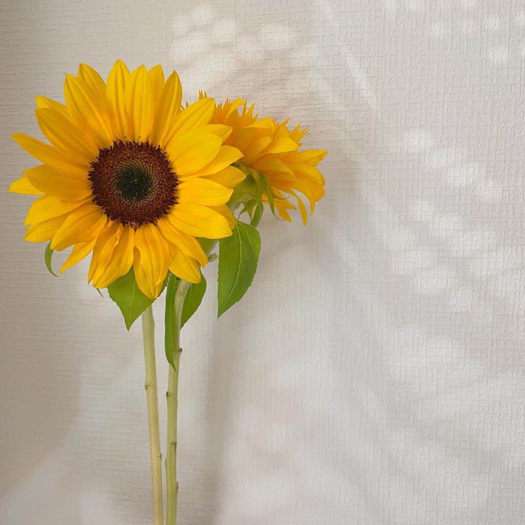 萩田帆風さんのインスタグラム写真 - (萩田帆風Instagram)「. 花グラムになりそーなくらい お花しか載せるのなくなってきた笑 今のラッキーカラーはイエローだから これはそういう事だよね。て思って 2種類の向日葵🌞🌻  長持ちさせるぞーー😆🤍」6月9日 20時57分 - honchandaayo