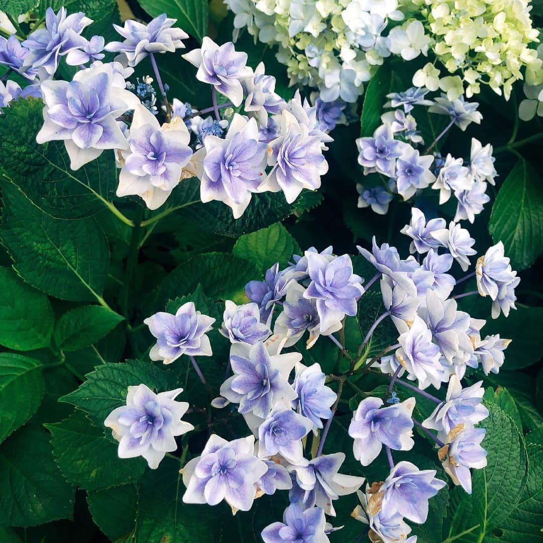 新山千春さんのインスタグラム写真 - (新山千春Instagram)「紫陽花きれいだったなぁ。  この季節ならではの 美しさ✨を堪能してきたよ  #新山千春 #オールドシャネル #vintage #紫陽花」6月9日 21時31分 - chiharuuu_0114