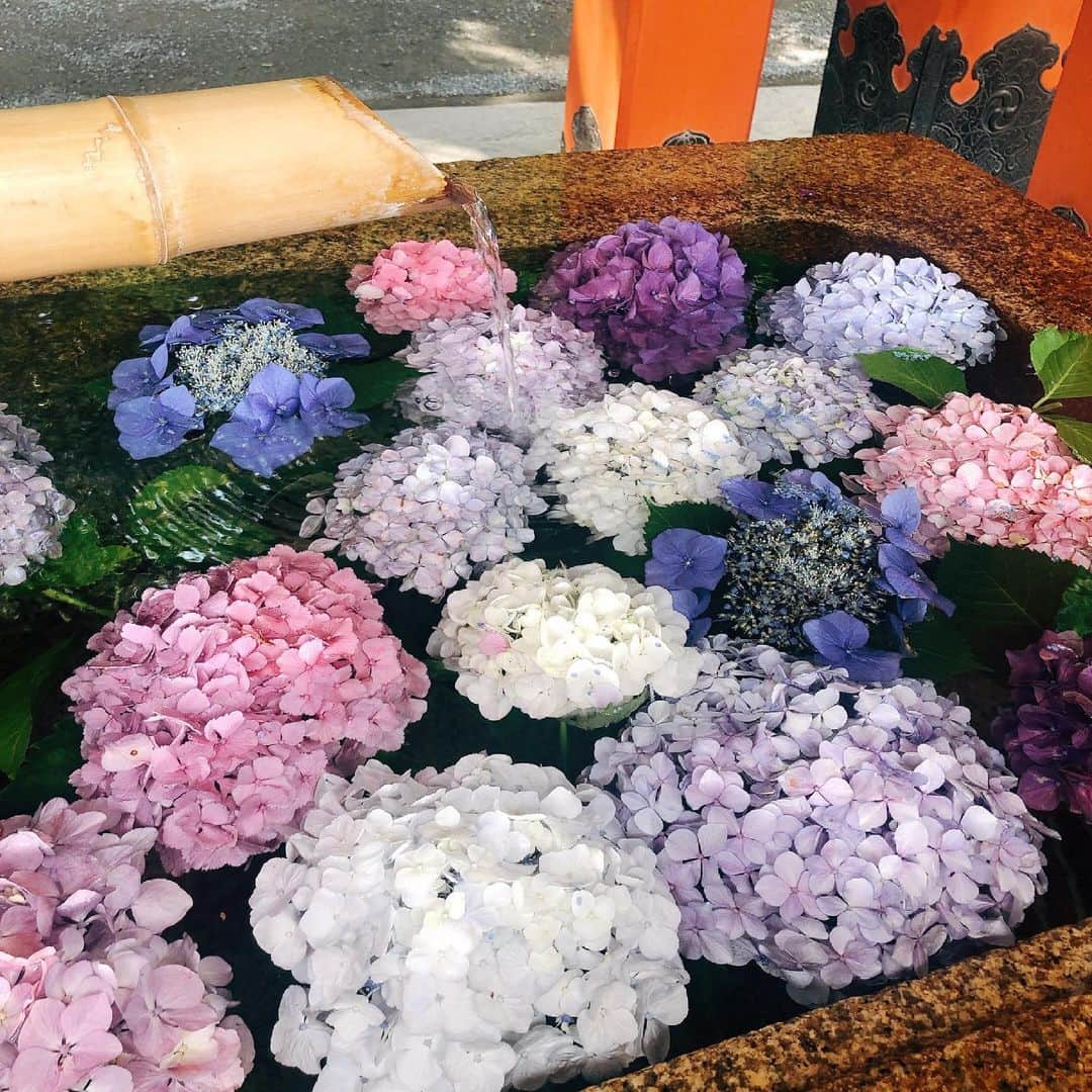 新山千春さんのインスタグラム写真 - (新山千春Instagram)「紫陽花きれいだったなぁ。  この季節ならではの 美しさ✨を堪能してきたよ  #新山千春 #オールドシャネル #vintage #紫陽花」6月9日 21時31分 - chiharuuu_0114