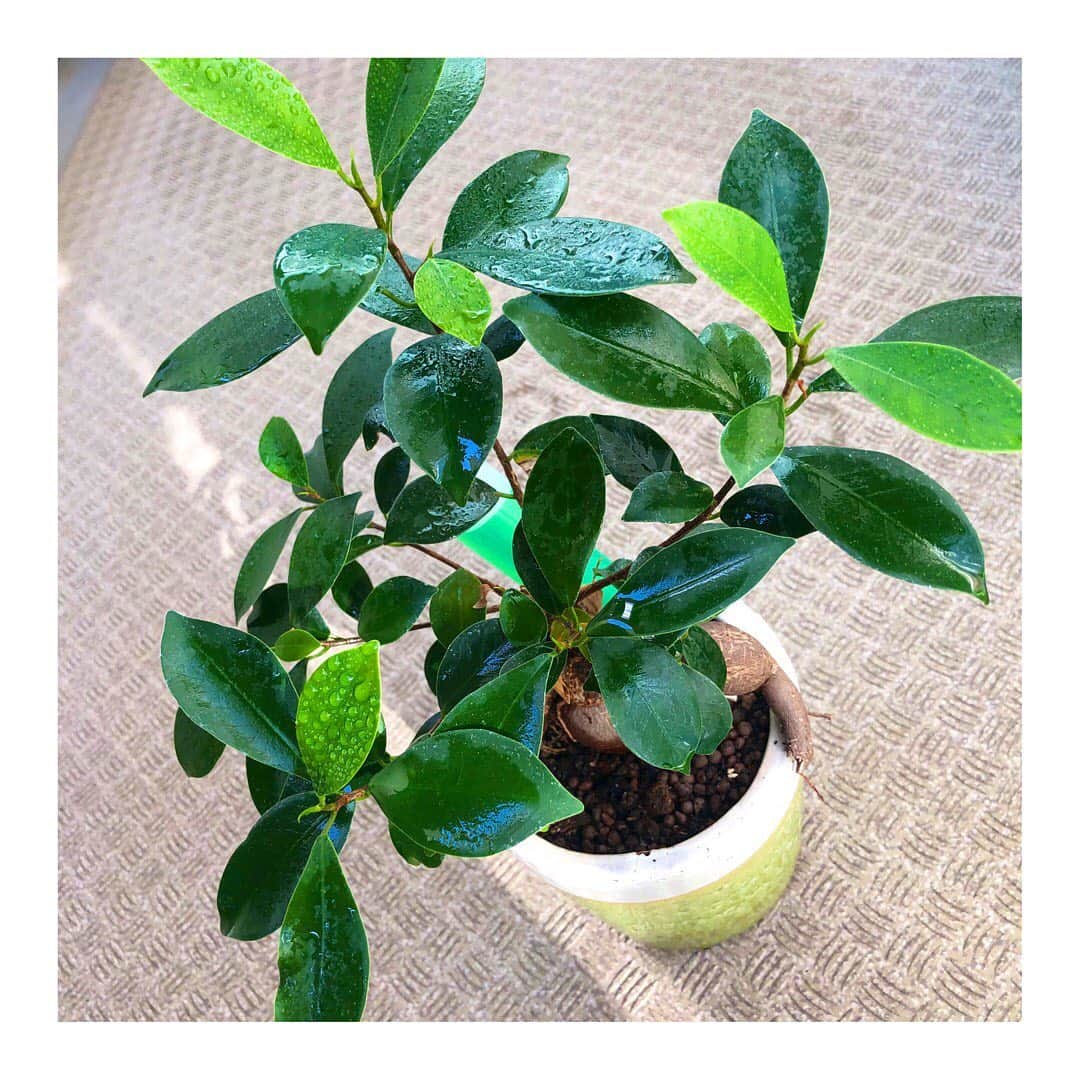佐藤美希のインスタグラム：「ガジュマルさん﻿ 今年も元気に成長中です🌱﻿ ﻿ #成長中﻿ #ガジュマル﻿ #剪定タイミングどうしよう﻿」