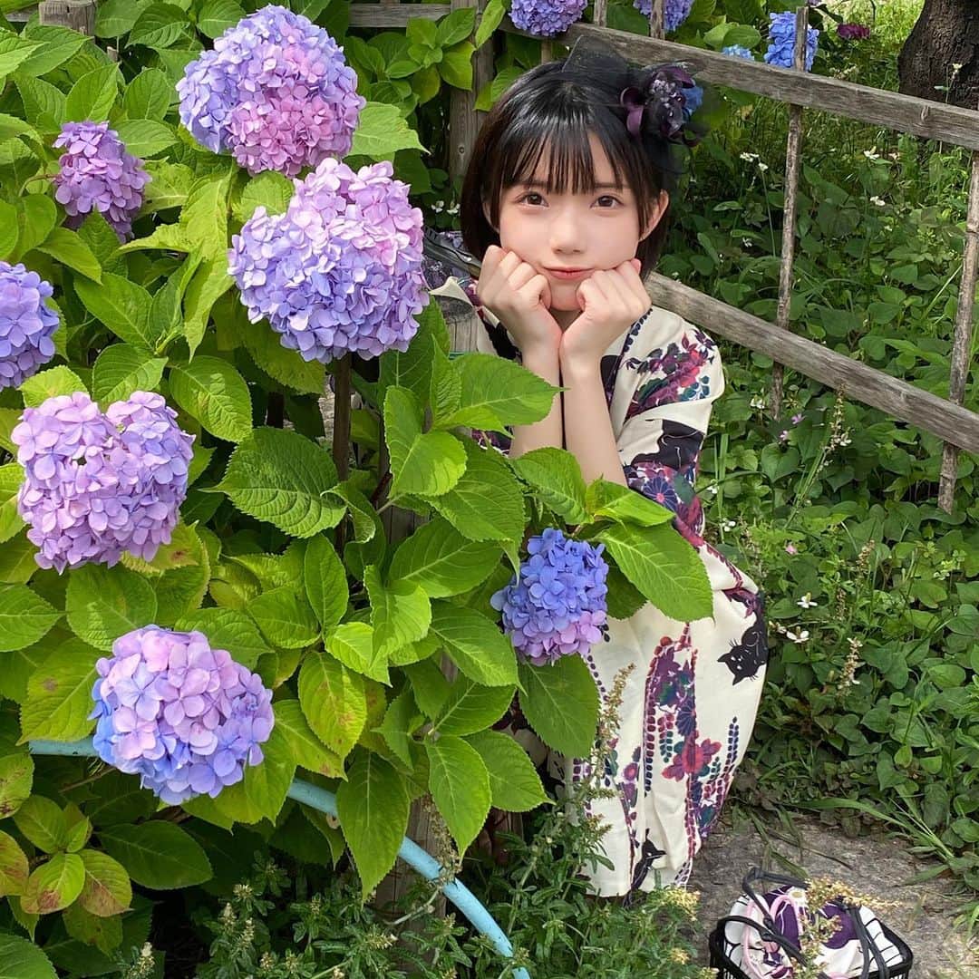 茶叶小果さんのインスタグラム写真 - (茶叶小果Instagram)「紫陽花✧可愛い🎐」6月9日 22時09分 - chayexiaoguo