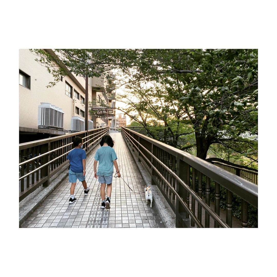 のインスタグラム：「こぶたを 帰国させられるかどうか  ひとりで ヤキモキしていたころ、  「オデッセイ」 という映画をたまたま観た。  火星に残された宇宙飛行士が あの手この手を使い 四苦八苦して 諦めずに地球に帰還する話。  火星から 生き延びて地球に戻ってくる 宇宙飛行士の姿に  コロナ禍であろうが、 たった1人であろうが、  イギリスから戻る チワワなんて なんてことないじゃないか  絶対に帰れるに 決まっているじゃないか と思わされた。  テーマソングの 「starman 」を たまに聴きながら  よし、 もう堂々と どっしり構えて 出迎えよう  という気概で 辛抱強く待っていたら 本当に帰ってきた。  家族には コブタが帰ってくることは 最後の最後まで 黙っていたので  コブタを見たふたごは 腰をぬかしながら 聞いてきました。  「うちは 犬を飼ってるってこと？」  は？  やっぱり6歳児の 質問のポイントって 意味がわかりません。」
