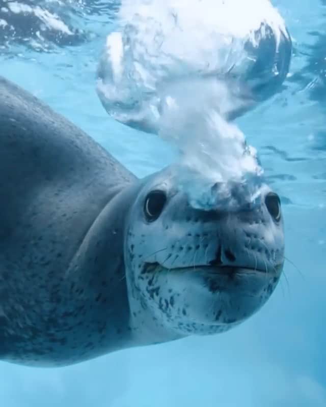 アダム・センのインスタグラム：「At @Kos we have teamed up with Paul and the team at @sealegacy to do our part in giving back to protect the source of life. Our Oceans! Looking forward to #antartica WORLD OCEAN DAY is everyday!  Repost from @paulnicklen  Antarctica: Life Emerging has been one of the most collaborative and rewarding experiences of my entire career. I never imagined I would have the pleasure of working with a legend like @YoYoMa, and to witness him bring @MarcusGoddardMusic's composition to life alongside forty incredible musicians representing eighteen orchestras around the world was a dream come true. So many hands have touched this project, including some wonderful filmmakers in the field and an incredible team of talented editors at @SeaLegacy Studios, not to mention countless others working tirelessly in the background to connect every dot in between. It truly belongs to all of us, and I am so excited to finally share it with you after an entire year in production. Most exciting of all is the call for help to protect Earth's last great continent: Antarctica. Please visit the link in my bio to RSVP for our premiere screening and a post-show discussion hosted by my dear friend, @KatieCouric. With @SeaLegacy and @OnlyOne. #CallOnCCAMLR #LifeEmerging #Whale #Humpback #HumpbackWhale #Antarctica #Symphony #Music #Art #Science #Conservation #Premiere #JoinUs」