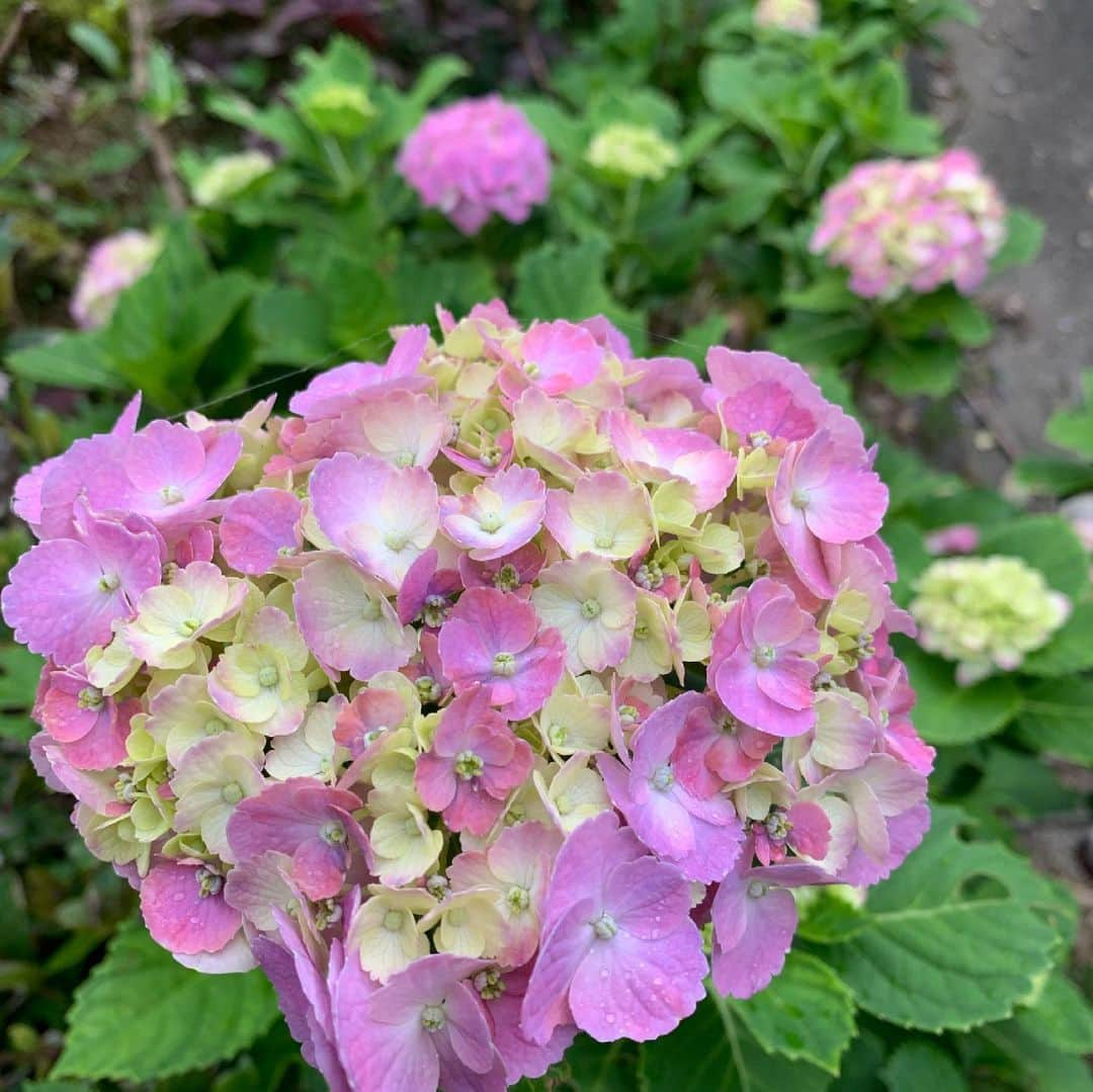 元ちとせさんのインスタグラム写真 - (元ちとせInstagram)「梅雨明けかなぁ。。。と、思うと雨☔️降りの日々。 今日のお散歩中にも突然の雨😅 でも、どうしてもこの紫陽花を撮りたくて頑張りました❣️ 今年も綺麗です。ありがとう😊  #梅雨 #紫陽花 #お散歩中」6月10日 19時33分 - hajimechitose.official