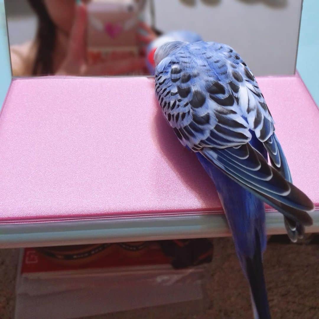 渕上舞のインスタグラム：「なんだか背中ばかりですね🐦  #渕上チェルシー #セキセイインコ #2014年冬」