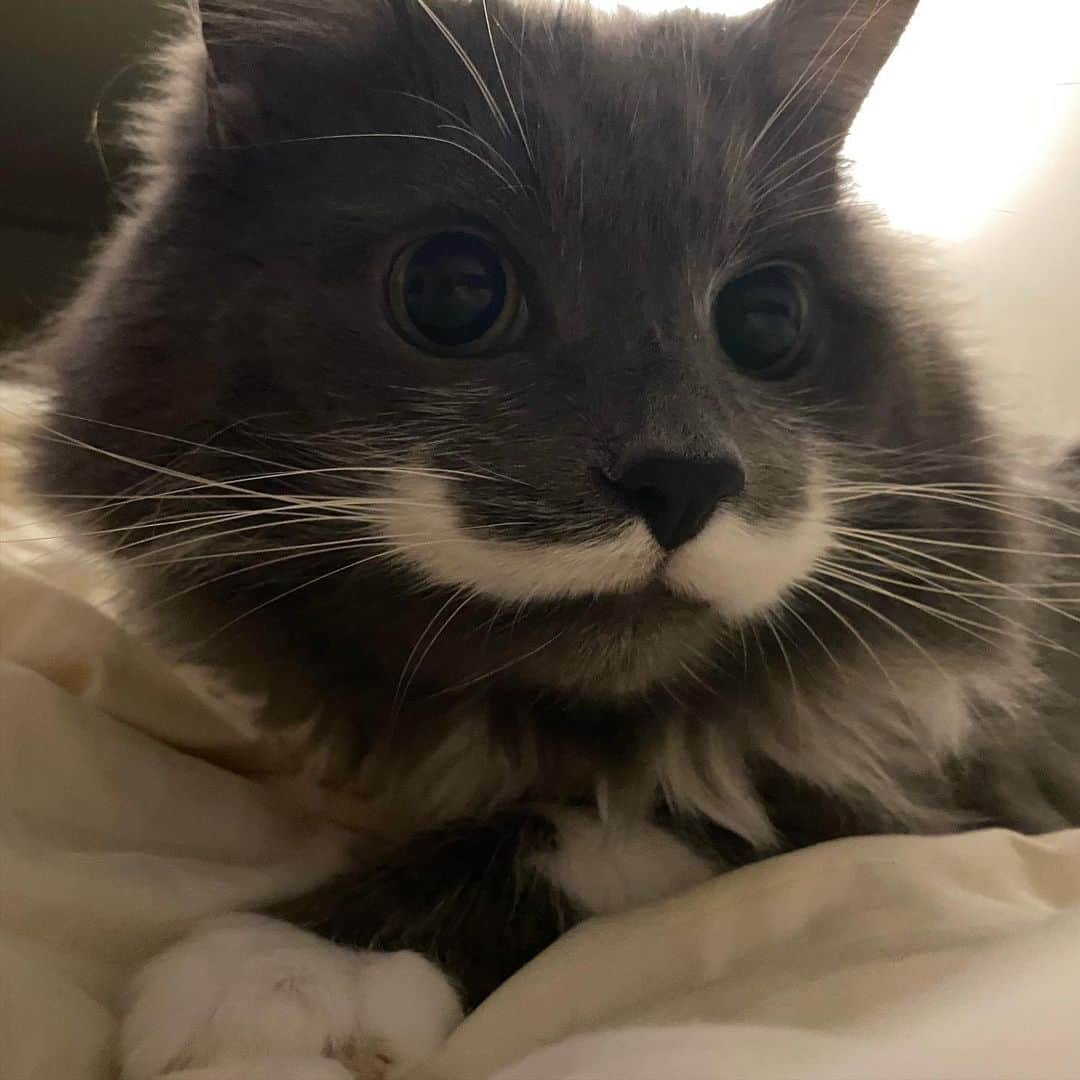 ハミルトンザ・ヒップスターキャットのインスタグラム：「Hammy’s got the crazy eyes. Get ready to be pounced…」