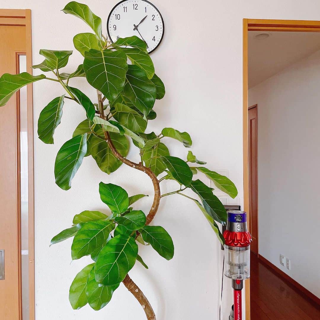坂下千里子さんのインスタグラム写真 - (坂下千里子Instagram)「お迎えした植物が予想をはるかに超える大きさで、、、😂時計が見えない… 大切にします♡ . . ＃観葉植物#フィカス #時計」6月10日 13時32分 - chiriko_sakashita_official