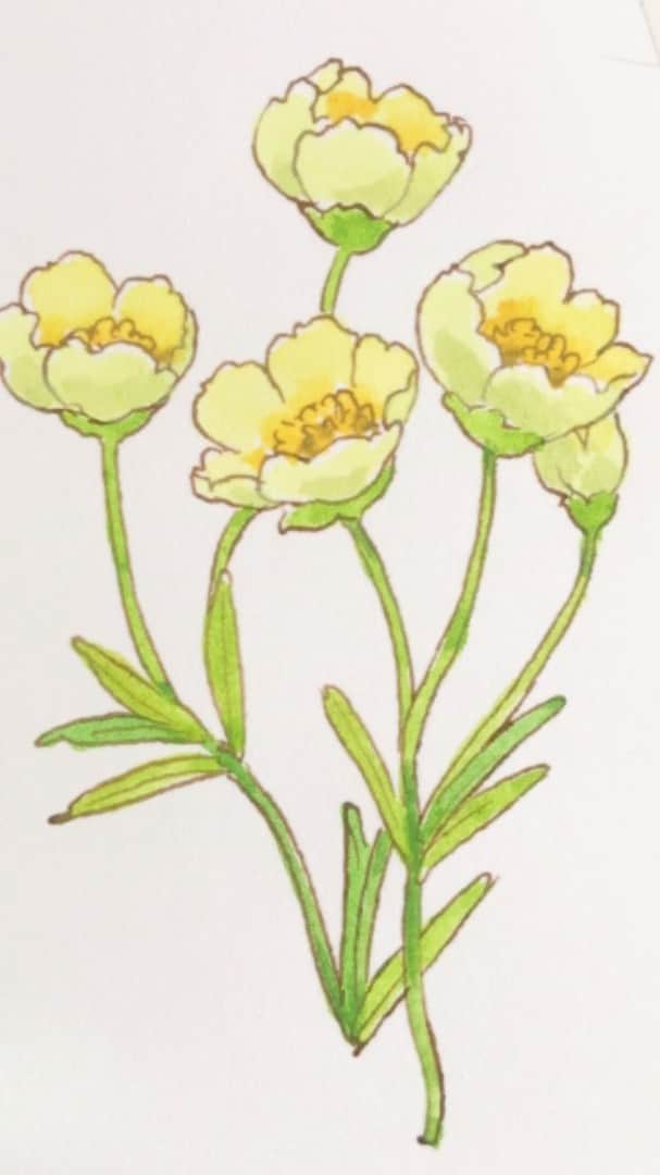 イラストレーター山崎牧子のインスタグラム：「花弁の外側と内側」