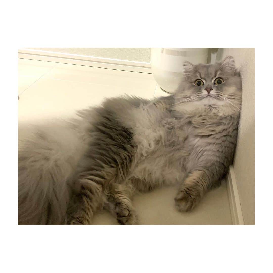 佐藤梨那さんのインスタグラム写真 - (佐藤梨那Instagram)「あっつーい。 もう猫もやってらんないねえ🐾  と言わんばかりのお姿。  #ぐでーん  #まんまるルイくん   暑い時は、 朝起きたら、 お風呂に入る前など 意識的に水分とるようにして いかないとですね💪🏻」6月10日 17時31分 - sato_lina