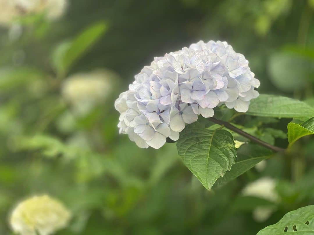 石原亜弥さんのインスタグラム写真 - (石原亜弥Instagram)「💠 週末、あじさいを観に行きました♪ 長谷寺は激混みで入れず… #130分待ち #鎌倉」6月10日 21時11分 - aya_dorothy_law