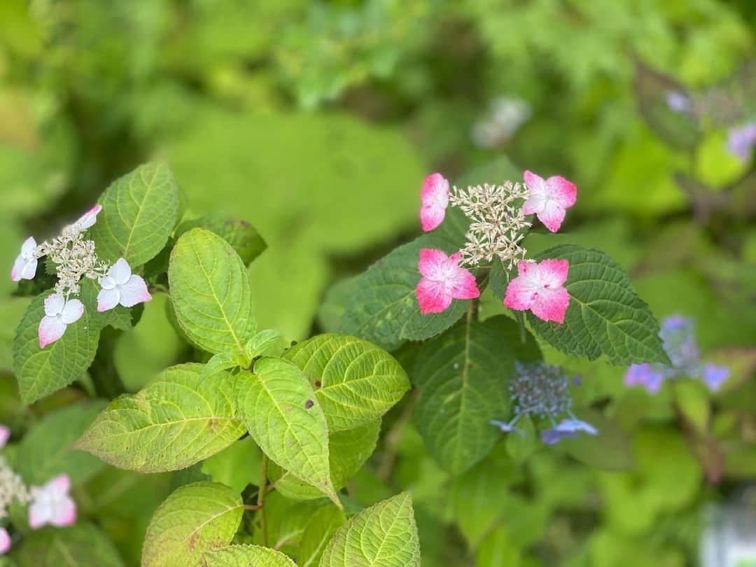 石原亜弥さんのインスタグラム写真 - (石原亜弥Instagram)「💠 週末、あじさいを観に行きました♪ 長谷寺は激混みで入れず… #130分待ち #鎌倉」6月10日 21時11分 - aya_dorothy_law