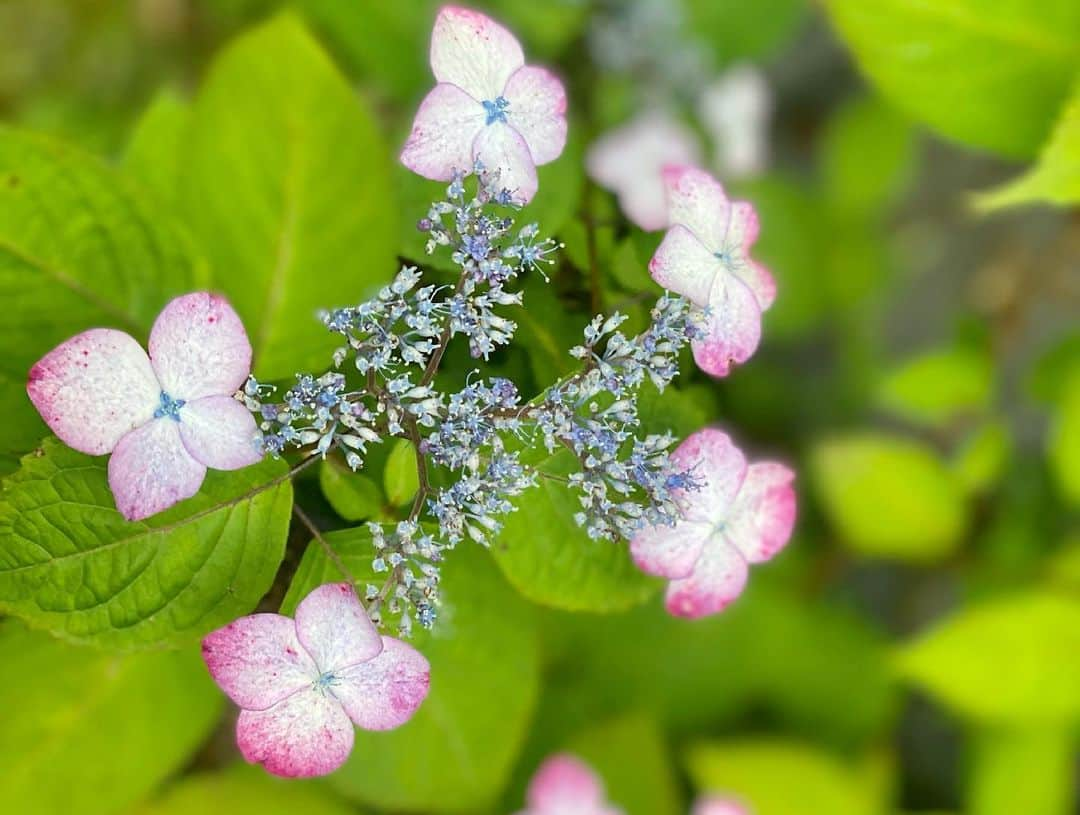 石原亜弥さんのインスタグラム写真 - (石原亜弥Instagram)「💠 週末、あじさいを観に行きました♪ 長谷寺は激混みで入れず… #130分待ち #鎌倉」6月10日 21時11分 - aya_dorothy_law