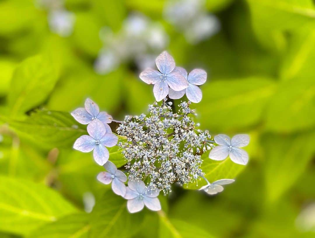 石原亜弥のインスタグラム：「💠 週末、あじさいを観に行きました♪ 長谷寺は激混みで入れず… #130分待ち #鎌倉」