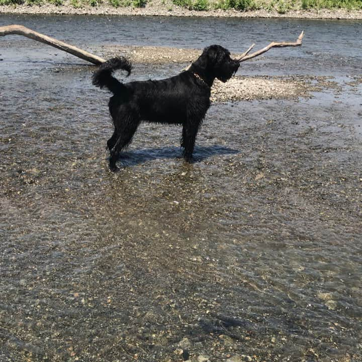 しなしさとこのインスタグラム：「. . 気持ちよかったね🌸🐕 鳥の鳴き声と川の音。 自然に癒される✨ . .  #しなしさとこ #satokoshinashi #格闘技 #女子格闘技 #ジョシカク#黒シュナ #giantschnauzer #ジャイアントシュナウザー #シュナウザー #schnauzerworld #2歳犬 #シュナスタグラム #大型犬のいる生活 #大型犬のいる暮らし #しなしさくらお嬢#川 #散歩#川遊び#穏やかな日々」