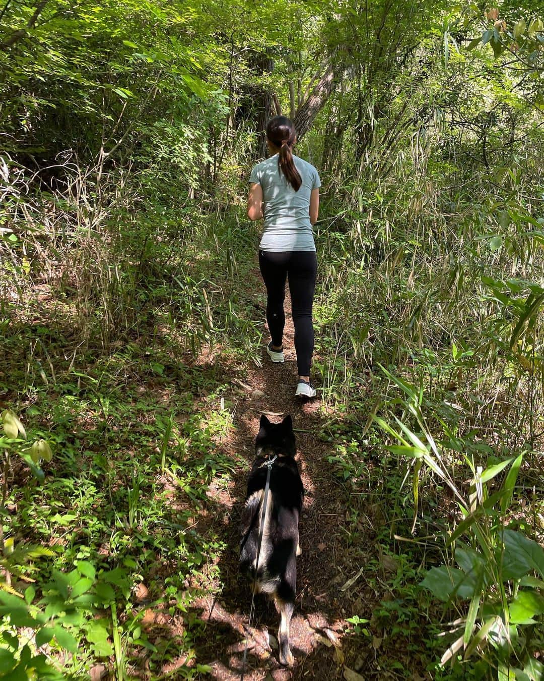 中山三奈のインスタグラム：「Hiking with Fuku🐕🌿🖤﻿ ﻿ #愛犬 #福 #黒柴 #柴犬 ﻿ #Fuku #doggy #kuroshiba #shibaunu #missyou #throwbackthursday」