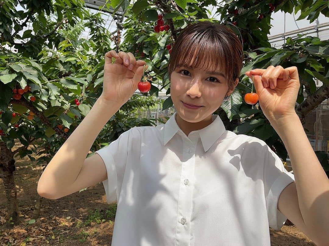 田中千尋のインスタグラム：「ㅤㅤㅤㅤㅤㅤㅤㅤㅤㅤㅤㅤㅤ  今日もラララモーニング、ありがとうございました🙇‍♀️  放送でも話しましたが、先日さくらんぼ狩りへ行ってきました🍒 ぷっくり大きくて、ジューシーなさくらんぼをお腹いっぱい食べてきました✨  山梨の夏は美味しい果物がいっぱいで幸せです🤤💕  #山梨 #甲府 #果物 #さくらんぼ #さくらんぼ狩り #ラジオ#radiko #山梨放送 #アナウンサー #田中千尋」