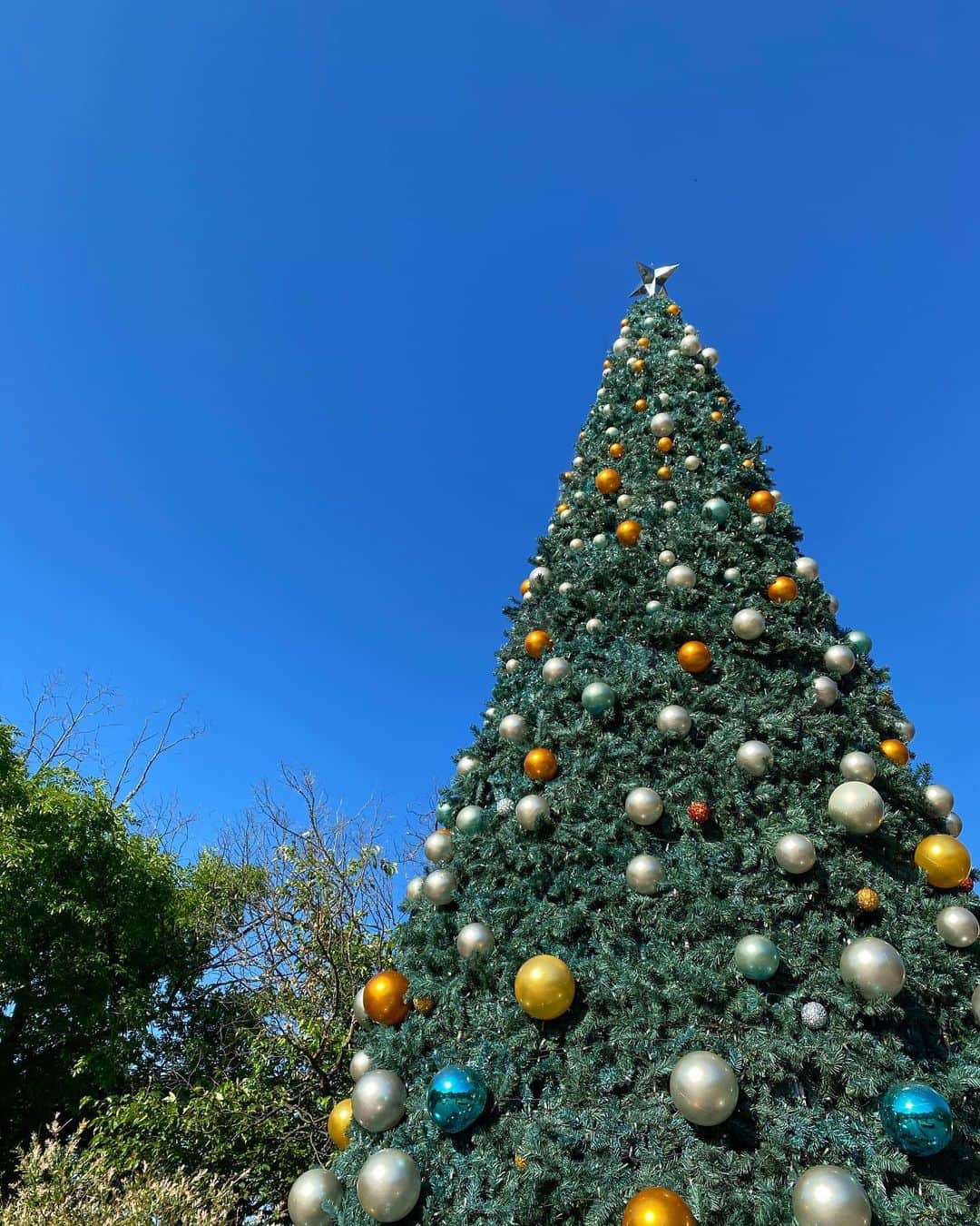 のインスタグラム：「夏のクリスマスツリー見つけた🎄🌻 I found a summer Christmas tree.🎄✨それでもやっぱり暑いですね😅💦 ・ #夏のクリスマス #christmasinsummer #ある日 の#朝 #クリスマスツリー #見つけた」