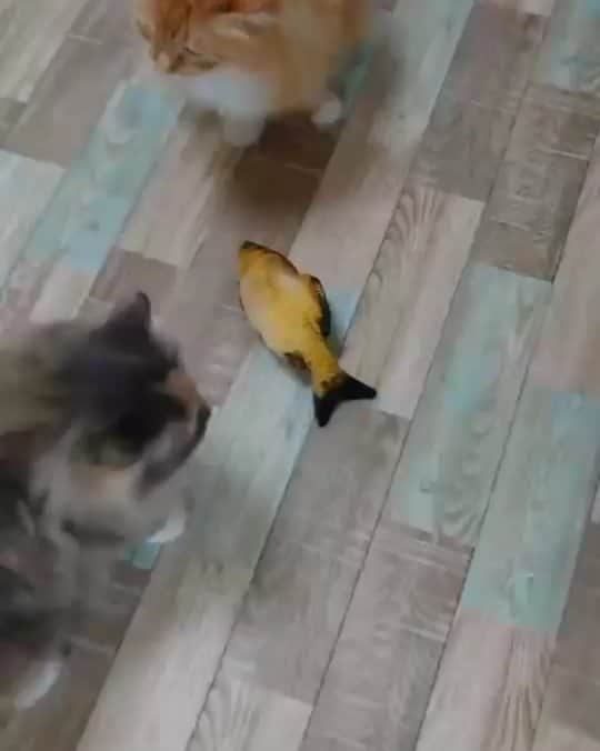 のインスタグラム：「「な、な、なんにゃ！？」 #猫 #ねこ #ネコ #もふもふ猫 #もふもふ部」