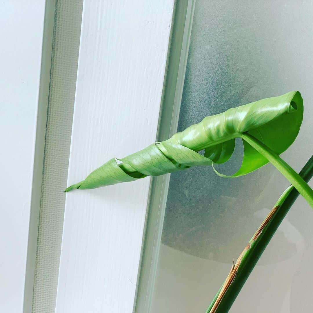 長野智子さんのインスタグラム写真 - (長野智子Instagram)「バジルが伸びてきました🌱　けっこう混雑してるけど、このままでいいのかしら。。どなたかご存知の方いたらアドバイス頂けるとうれしいです。  モンステラも続々新しい葉が。すっかり初夏ですね☀️  #バジル　#モンステラ　#グリーン　#緑のある暮らし」6月11日 14時33分 - naganotomoko