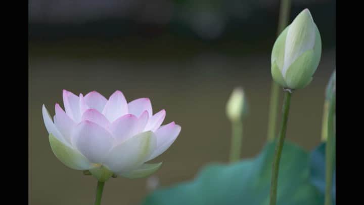 いぶくろ聖志のインスタグラム：「蓮の朝  かなり早起きして花が開いていくのを眺めながら撮影|ω'*) 初めてタイムラプス風に作ってみたけど、こんな感じかな？？  実はインターバル撮影じゃなくて、手動で変化を見ながらコツコツ撮影|ω･`*)   #camera #photography  #japan #lotus  #花 #写真」
