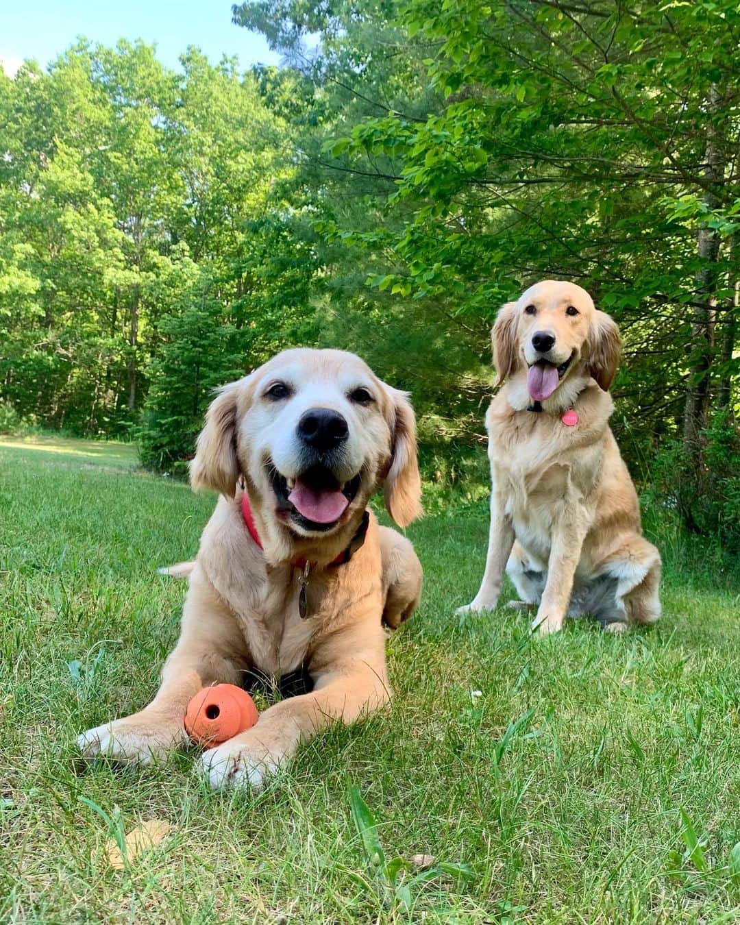 のインスタグラム：「Happiest pups ❤️❤️. I’ll see you guys soon!」