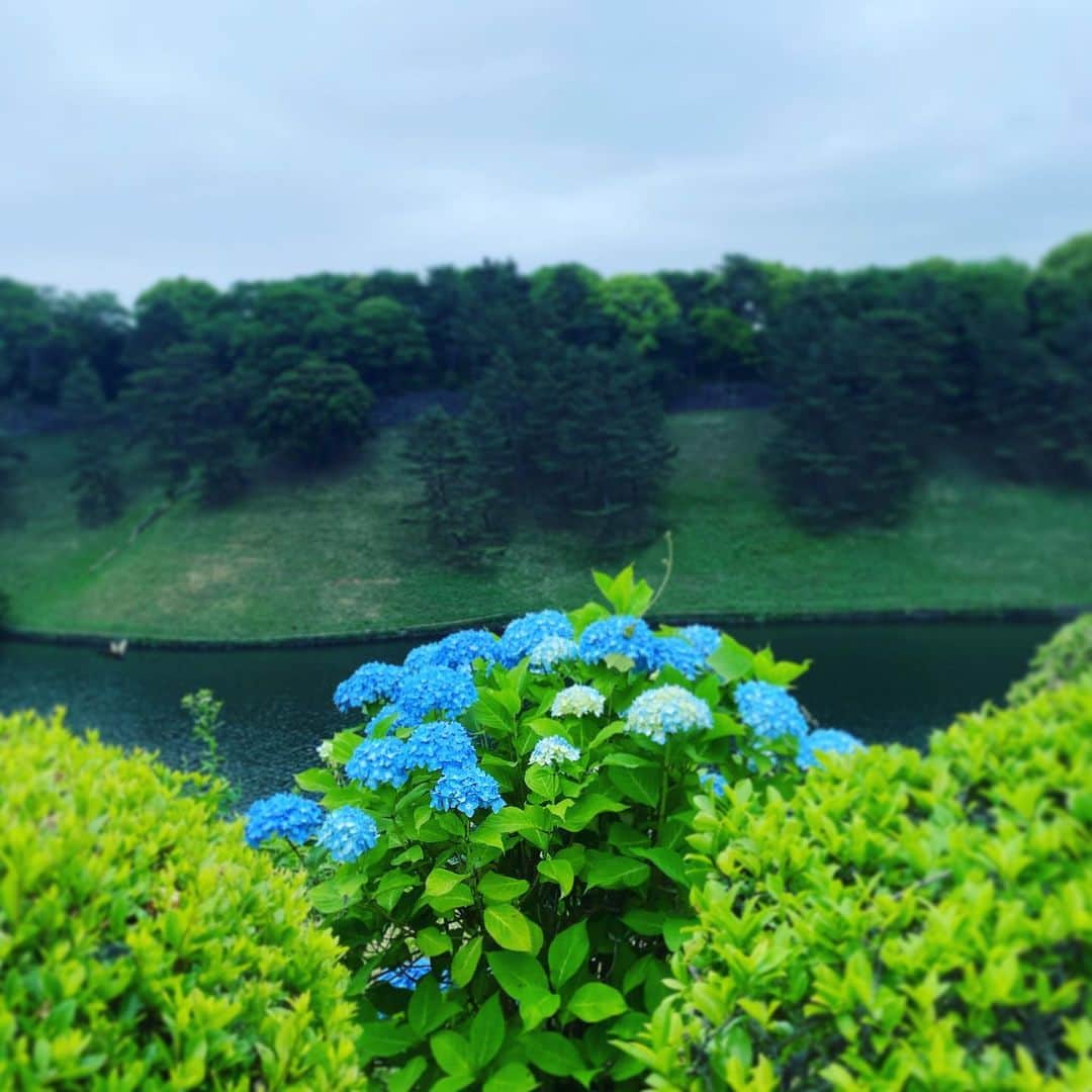 板谷由夏 さんのインスタグラム写真 - (板谷由夏 Instagram)「もう少し、爽やかな五月の気候を 感じたかったな。 紫陽花も色づきが早い。」5月18日 21時46分 - yukaitaya