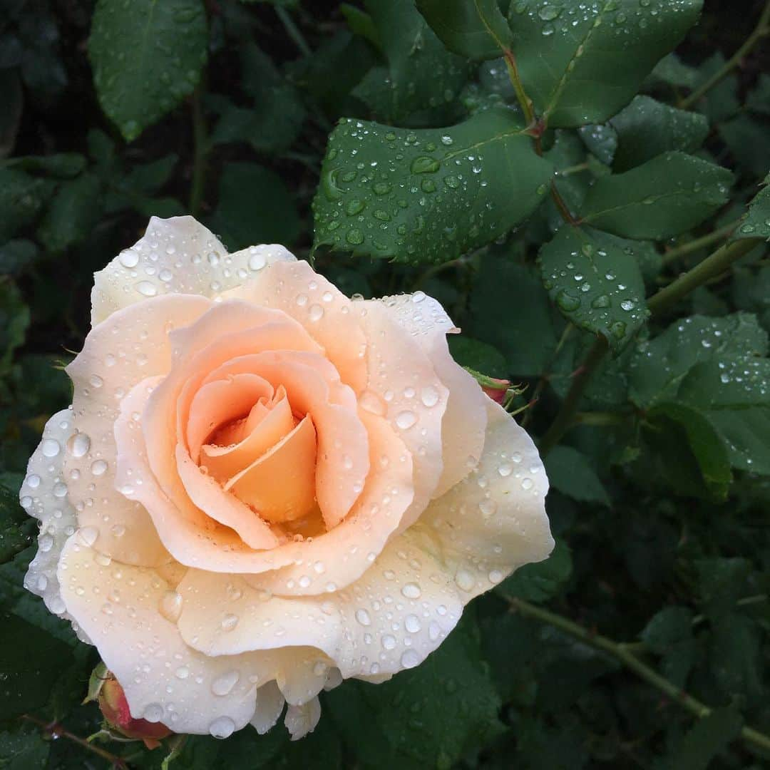 東美樹さんのインスタグラム写真 - (東美樹Instagram)「雨の日が続くねぇ このまま梅雨入りかな。 looks like the rainy season is just around the corner! 🙃   #getreadyforsummer  #ipreferspringandfall #inJapan  #フィルターなし #nofilter #walkintherain #雨の日の過ごし方」5月18日 13時54分 - mikko.36___