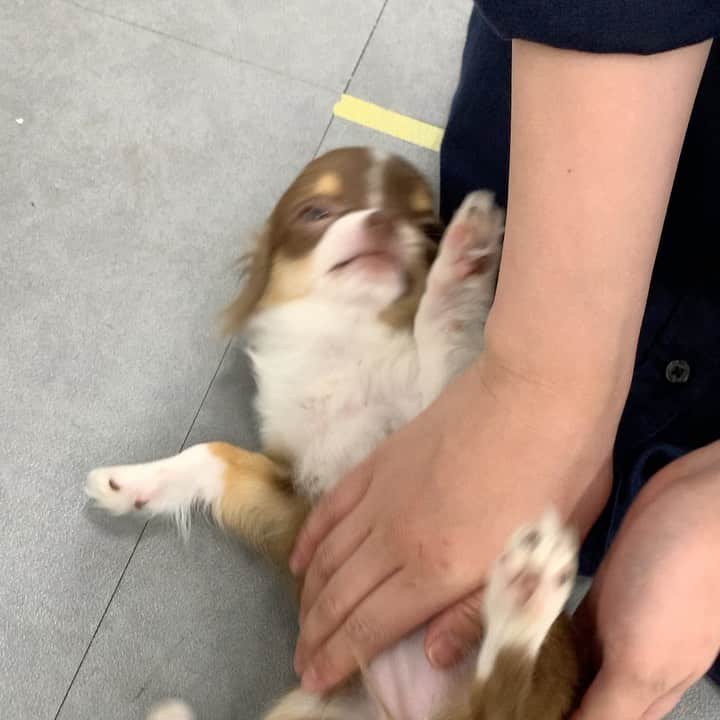 iDog&iCatのインスタグラム