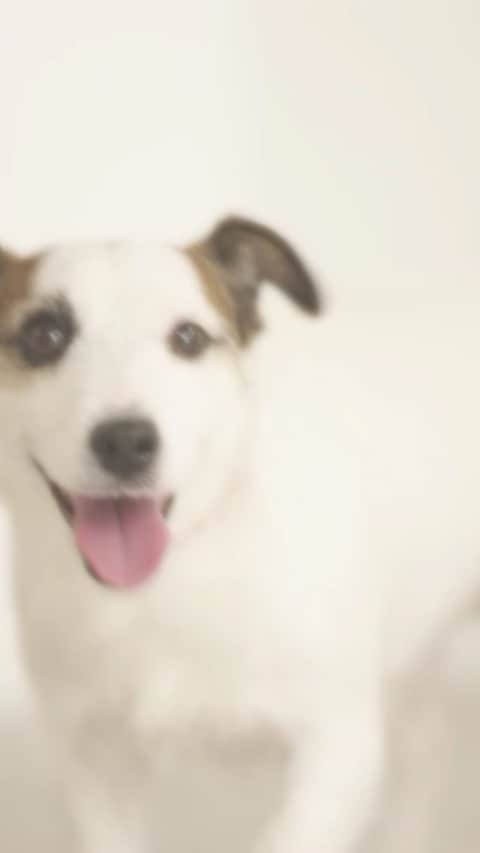 ドコノコのインスタグラム：「犬猫SNSアプリ 「ドコノコ」からうまれた ドコノコのフォトブックは、 うちのコの写真を使って作る オリジナルのストーリーブックです。 ブイコとイトイ出演の SPECIAL MOVIEを フルバージョンでご覧ください。 ぴょこぴょこ動くブイコ、 たまりませんっ😻  うちのコの写真でつくる、世界にひとつのフォトブック - ほぼ日ストア https://www.1101.com/store/dokonoko_photobook/index.html  #dokonoko #ドコノコ #cat #dog #fluffy #doggo  #ほぼ」