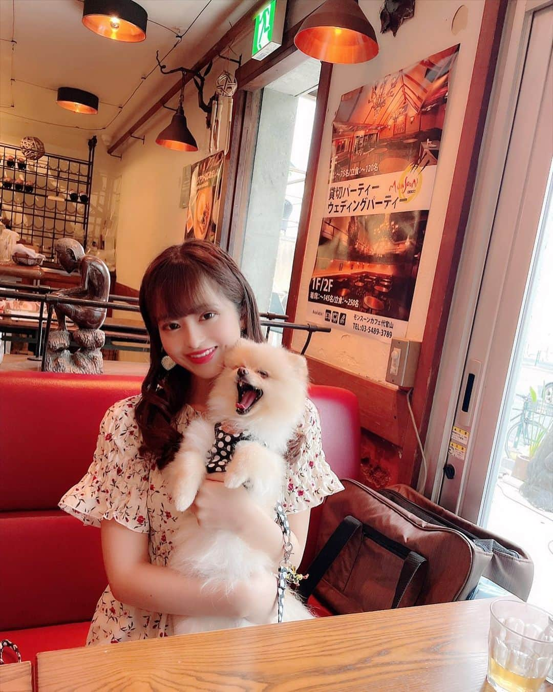 桜もこさんのインスタグラム写真 - (桜もこInstagram)「PIPI&MOKO  #pipi #ピピ　#ポメラニアン　#cute #あくび　#cafe #癒し」5月18日 19時04分 - mokochan319