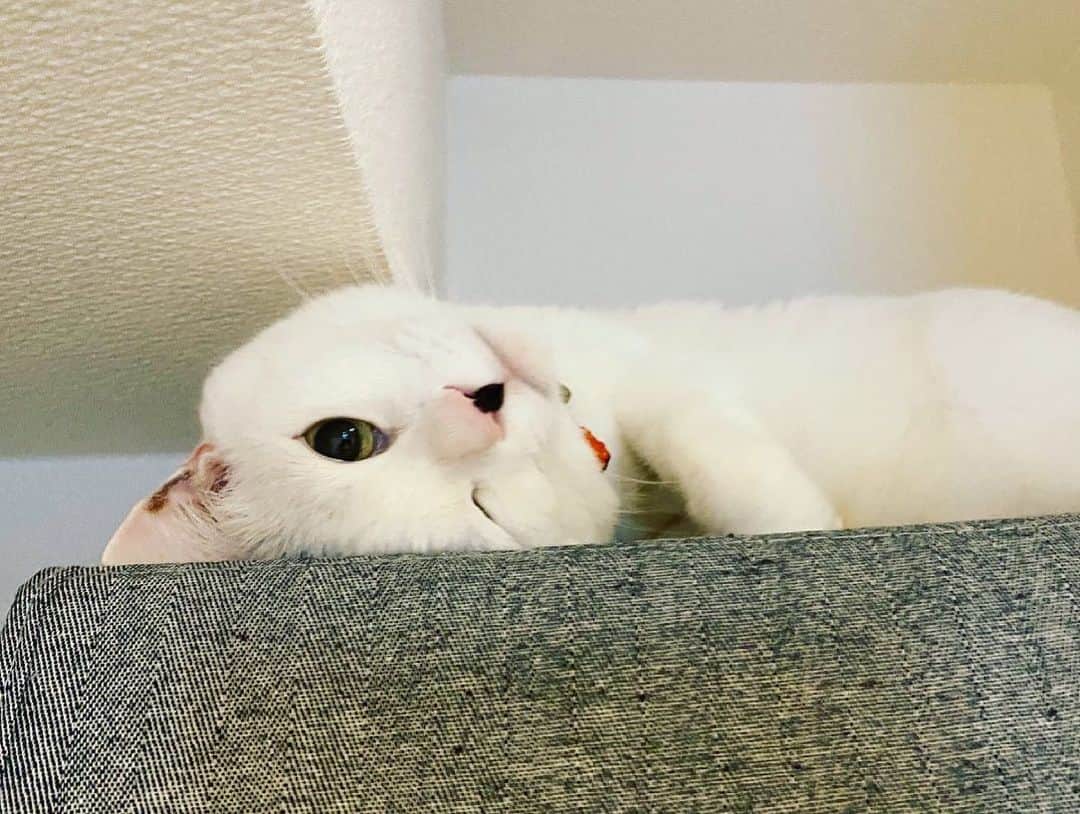 佐藤乃莉さんのインスタグラム写真 - (佐藤乃莉Instagram)「こんな折り畳まりながら良く寝れるね…w  #family#love#cat#おすし」5月18日 19時40分 - nori_sato_
