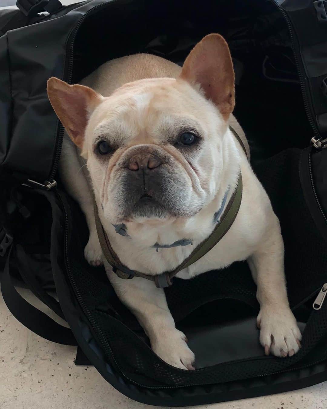 ヒュー・ジャックマンのインスタグラム：「Dali is all too keen for me to go back on tour.」
