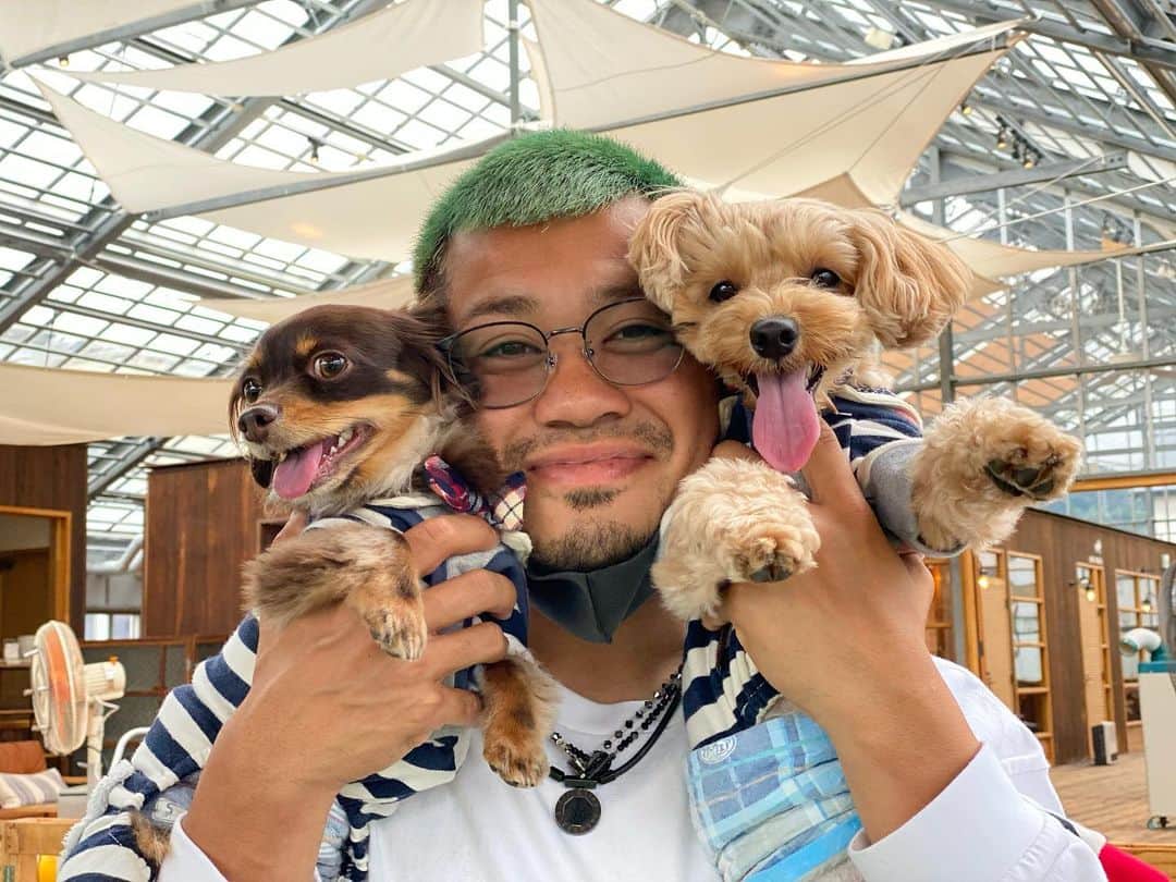 のインスタグラム：「松本に来てから、しっかり紹介してませんでしたね。 これ(@ronrui_t )見てくれたらすぐわかるんですけど、 左からロン、ゾロ、ルイです。 なんか聞くところによると、世界で1番可愛いらしいです！！ これからも登場しますので、よろしくお願いします🙇‍♂️  #松本山雅 #ロン #ゾロ #ルイ #犬好きと繋がりたい #ゾロ好きと繋がりたい #マリモ好きと繋がりたい」