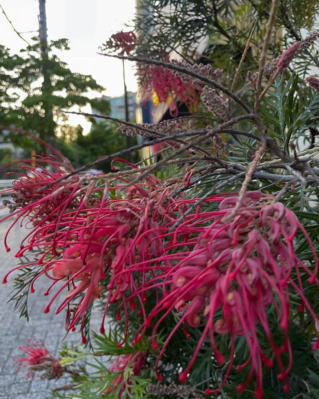辰巳奈都子さんのインスタグラム写真 - (辰巳奈都子Instagram)「このダークな色のお花は なんていうのん？ 花びらは硬かったよ.𓈒𓆸」5月18日 23時58分 - tatsumi_natsuko
