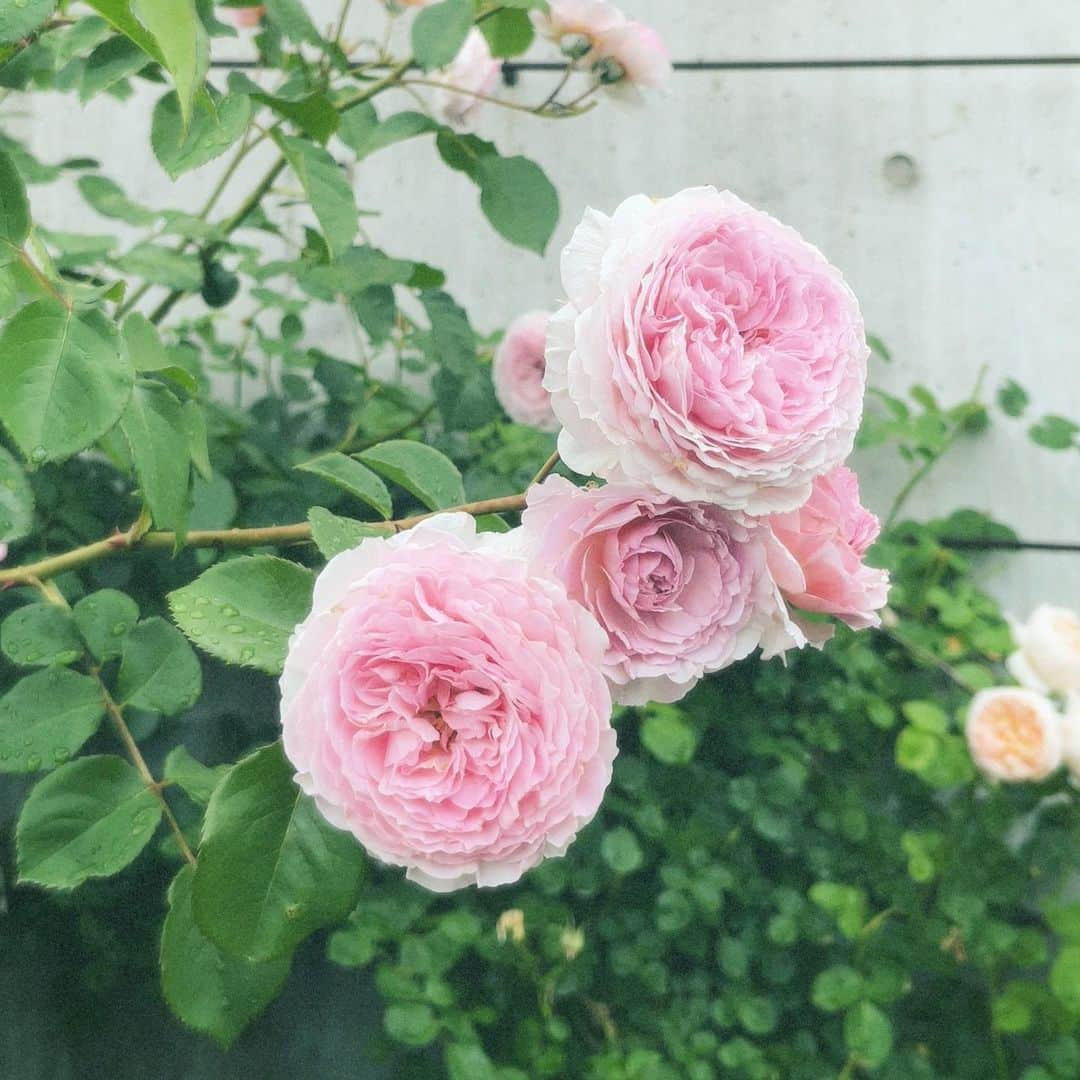 幾田りらさんのインスタグラム写真 - (幾田りらInstagram)「雨粒と薔薇、 梅雨の特権。」5月19日 3時47分 - lilasikuta