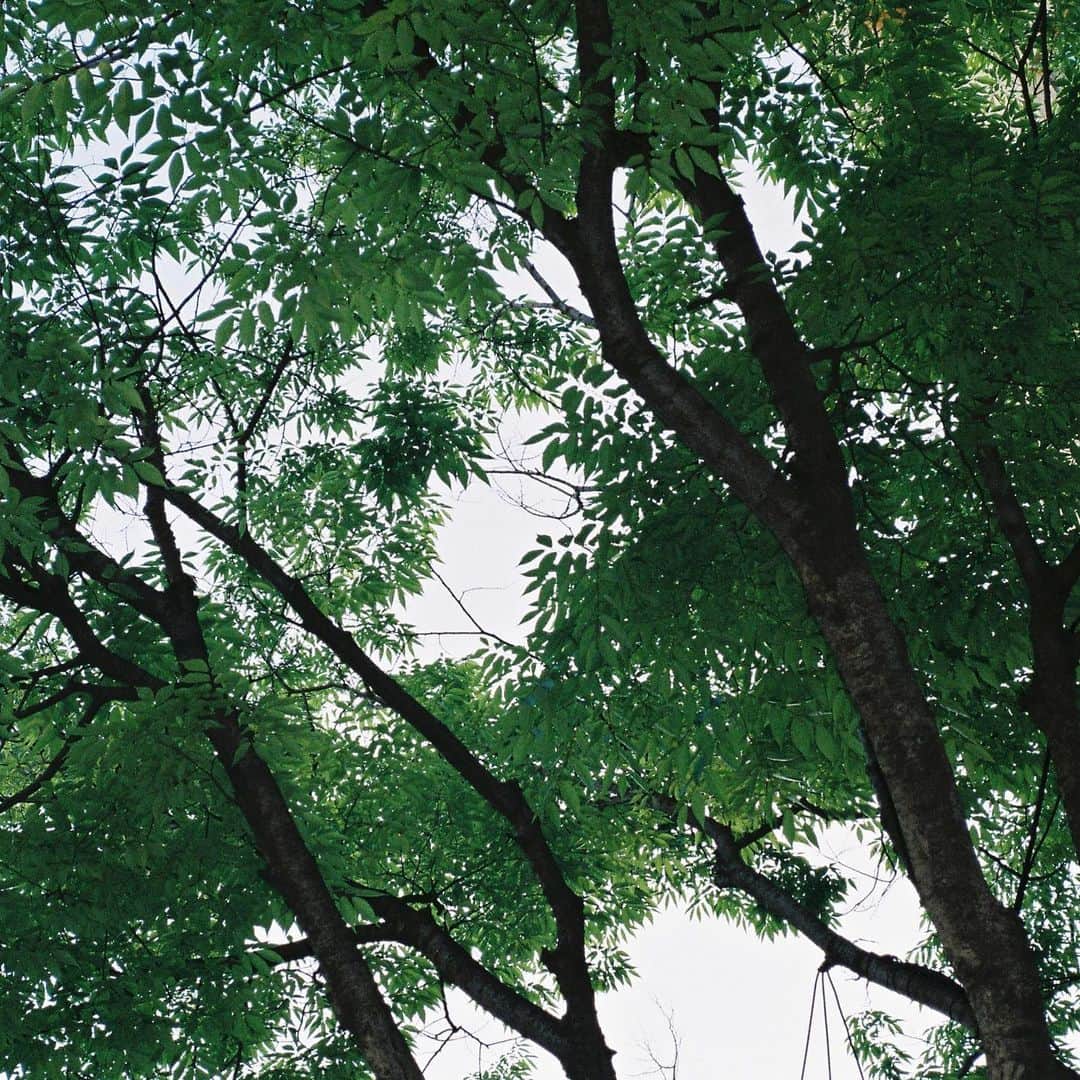 ジスさんのインスタグラム写真 - (ジスInstagram)「나무야 안녕🌿」5月19日 5時38分 - sooyaaa__