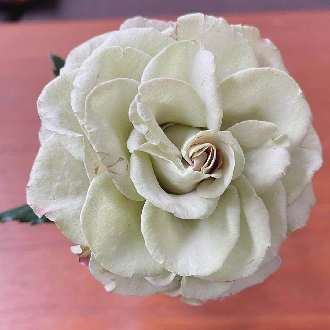 森口瑤子さんのインスタグラム写真 - (森口瑤子Instagram)「. . 大好きなお花屋さんから 一輪サービスでいただいた 美しい薔薇。 えっと、、、。 なんという薔薇だったかしら。 こんなお天気は本当に お花に癒されます。 . #薔薇が1番好き  #芍薬も好き #ラナンキュラスも好き .  #行ってきます」5月19日 10時49分 - yokomoriguchi_official