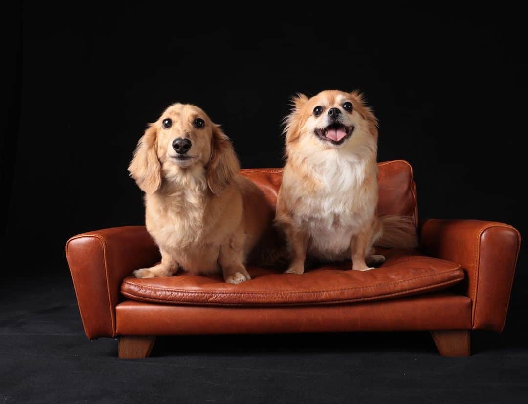 MomoseRyoko のインスタグラム：「可愛い😍💕my love❤️☺️❤️🥰 #dog #dogstagram #doglover #dogsofinstagram」