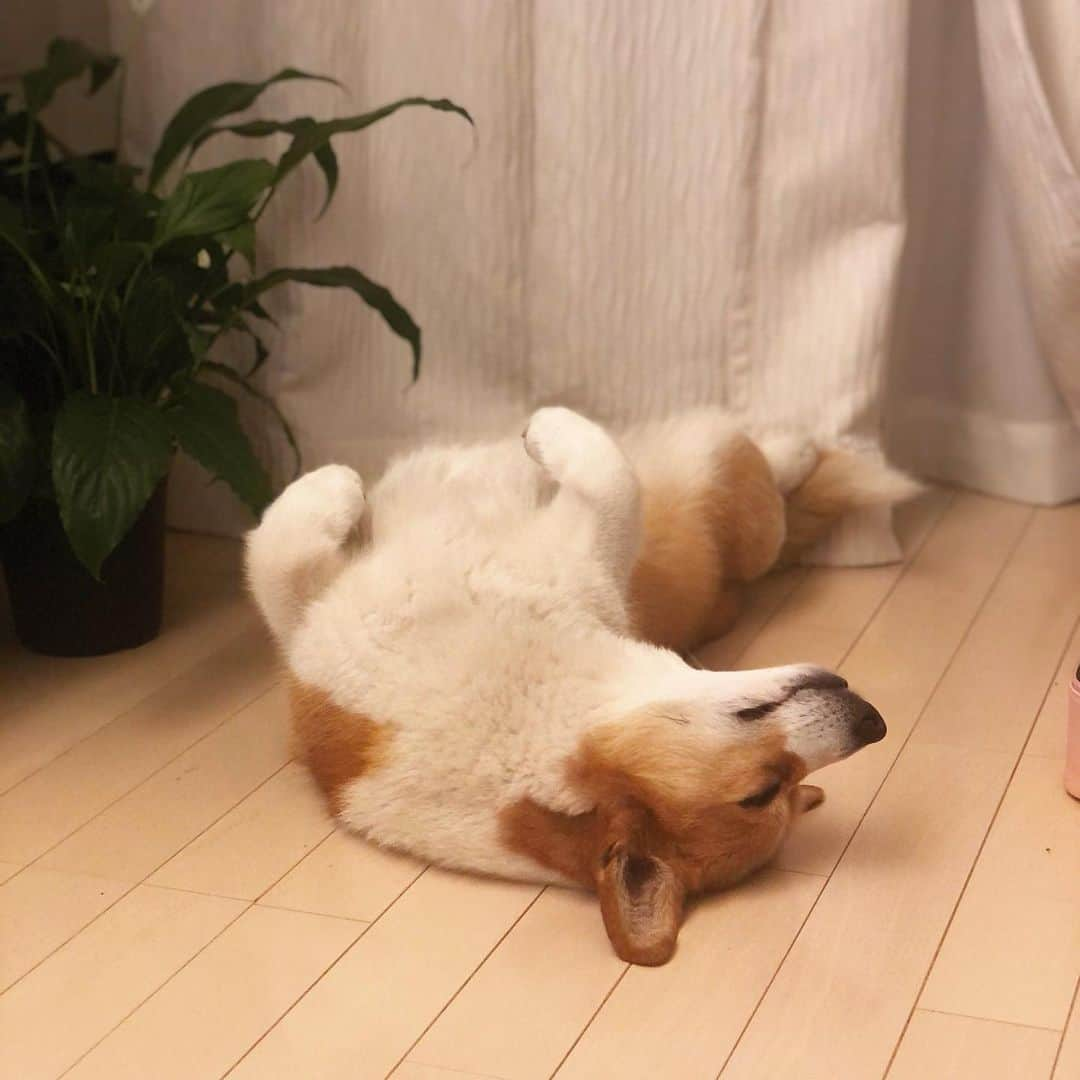 IMALUさんのインスタグラム写真 - (IMALUInstagram)「野生の世界で絶対生き残れない女 #corgi #コーギー #まるまるな女」5月19日 19時22分 - imalu_0919