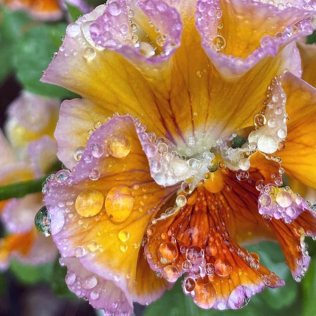 内山理名さんのインスタグラム写真 - (内山理名Instagram)「glittery raindrops..🍃🌵  #rose #violaflowers」5月20日 12時29分 - rinauchiyama_official