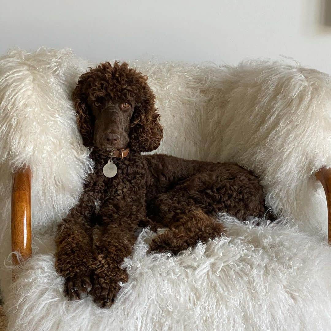 ポーシャ・デ・ロッシのインスタグラム：「Wallis the poodle #nationalrescueday」