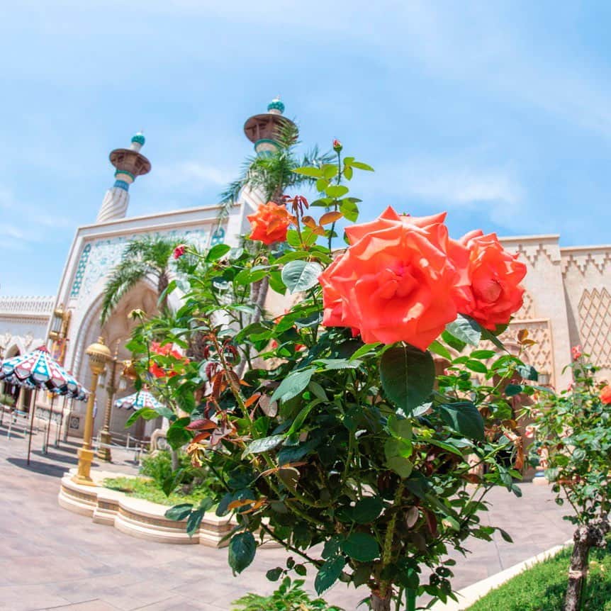 東京ディズニーリゾートのインスタグラム