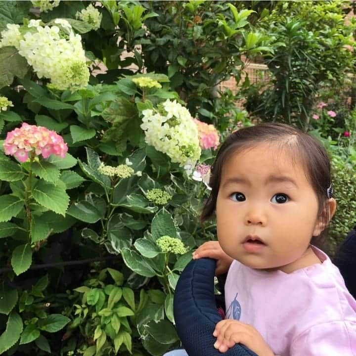 二條満月さんのインスタグラム写真 - (二條満月Instagram)「公園で紫陽花を発見👀✨ ここ数日はスッキリしないお天気で、もうすぐ雨の季節かなぁ〜なんて思ってます☔️  ほぼ毎日公園で遊んでるので、梅雨の時期はどうしたものかと･･･皆さんは、お子さんとどう過ごされてますか？🤔是非教えてください🙏😆  みーちゃんのカメラ目線ver.は、なぜか困り顔（´・ω・`）笑  #1歳 #1月生まれ #女の子ベビー #女の子ママ #成長記録 #公園散歩 #公園フォト #赤ちゃんのいる暮らし #赤ちゃんのいる生活 #新米ママ #スマイル育児 #ままのて #ベビフル #かわあか #ミキハウス笑顔カウンター #あじさい #紫陽花の季節 #梅雨の過ごし方 #雨の日の過ごし方 #夢フォト思い出シェア」5月21日 23時26分 - miiiiiii___chan