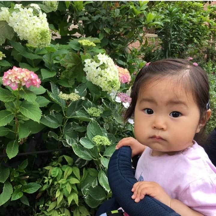 二條満月さんのインスタグラム写真 - (二條満月Instagram)「公園で紫陽花を発見👀✨ ここ数日はスッキリしないお天気で、もうすぐ雨の季節かなぁ〜なんて思ってます☔️  ほぼ毎日公園で遊んでるので、梅雨の時期はどうしたものかと･･･皆さんは、お子さんとどう過ごされてますか？🤔是非教えてください🙏😆  みーちゃんのカメラ目線ver.は、なぜか困り顔（´・ω・`）笑  #1歳 #1月生まれ #女の子ベビー #女の子ママ #成長記録 #公園散歩 #公園フォト #赤ちゃんのいる暮らし #赤ちゃんのいる生活 #新米ママ #スマイル育児 #ままのて #ベビフル #かわあか #ミキハウス笑顔カウンター #あじさい #紫陽花の季節 #梅雨の過ごし方 #雨の日の過ごし方 #夢フォト思い出シェア」5月21日 23時26分 - miiiiiii___chan
