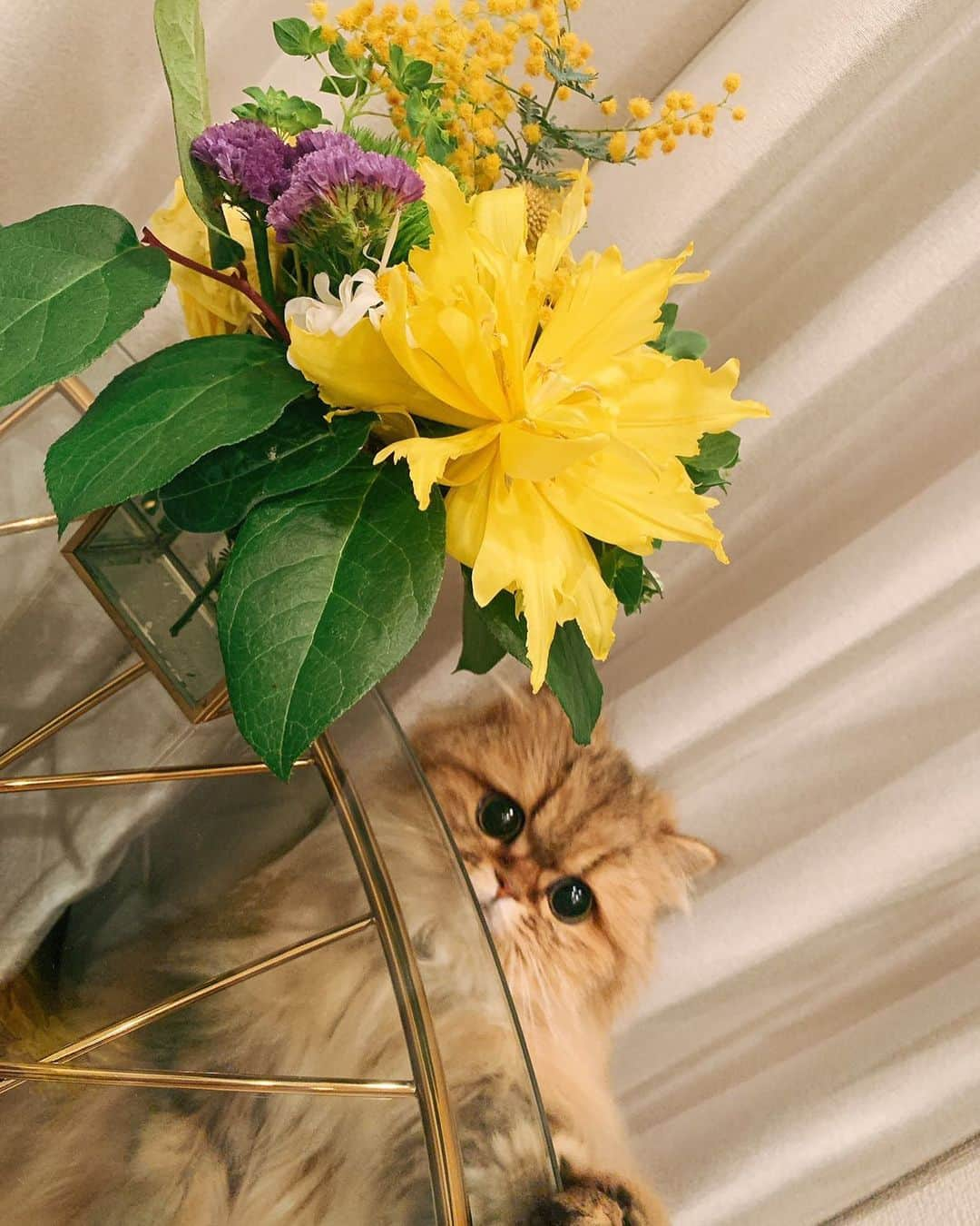 堀みづきさんのインスタグラム写真 - (堀みづきInstagram)「だいすきなみかん🐈💐 かわいいお顔だなあ🥰 #困り顔　#ぺるしゃねこ　#3歳　#たぶん私のことは妹だと思ってる」5月21日 17時16分 - mizuki_027