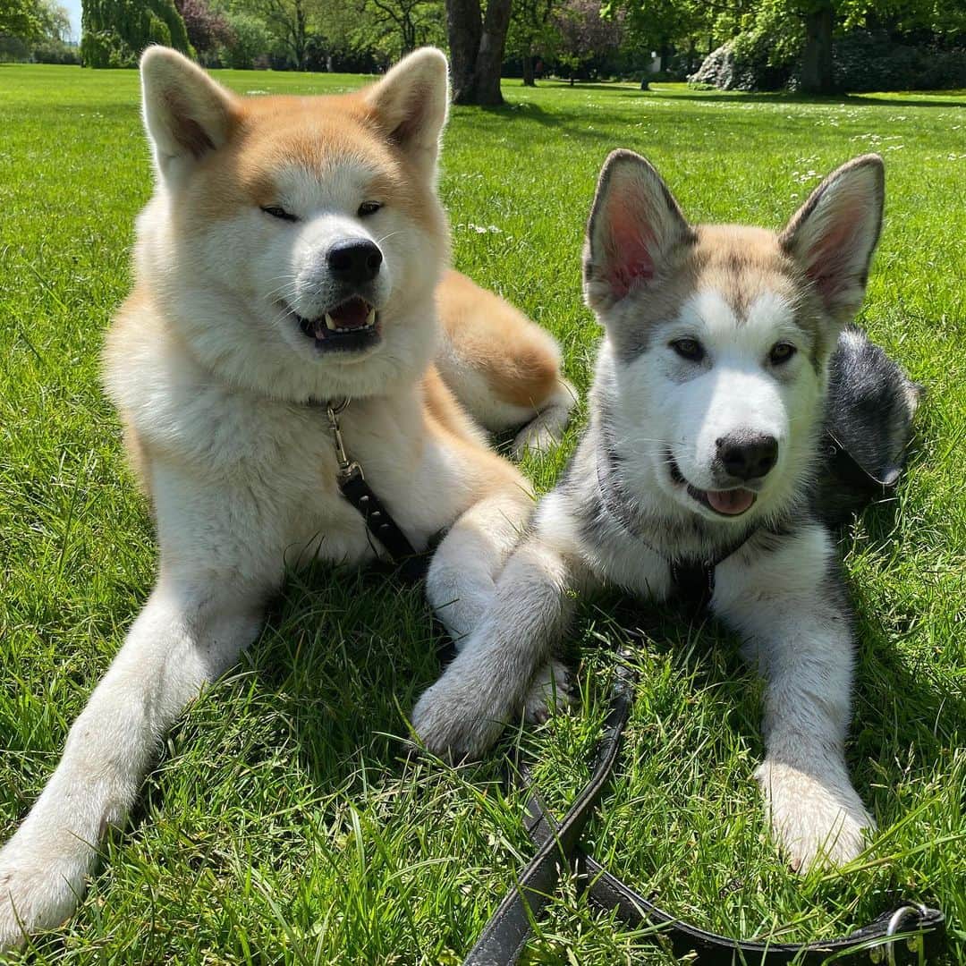 Mikkaのインスタグラム：「Sunshine ☀️ in between the rain🌧. Why can’t we just have an entire week of sunny ☀️😍 weather in Hamburg. 🐶」