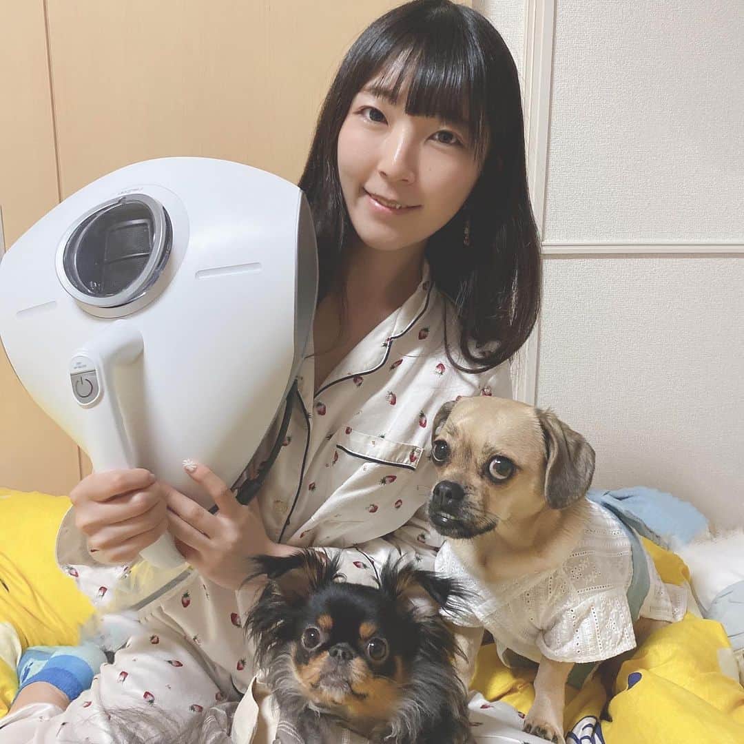服部彩香のインスタグラム：「温風の力でダニを死滅させられるふとんクリーナー レイコップを使用してみました⭐️ 愛犬愛猫と一緒に寝ているのでダニなどは特に大敵⚠️ 気軽に布団の手入れができて嬉しい😆 . 温風は、睡眠中の汗などで発生する湿気を取り除く役割があるので汗をかきやすいこれからの時期に大活躍⭐ 高温多湿になりやすい夏が布団内で年間1番ダニの繁殖が増える時期なので、 「UV」+「たたき」+「吸引」で 99.9％除菌、ウイルス除去できる レイコップPROで快適な布団時間を過ごしたいと思います😊 . #レイコップ　 #レイコップPRO #除菌　 #ふとんクリーナー」