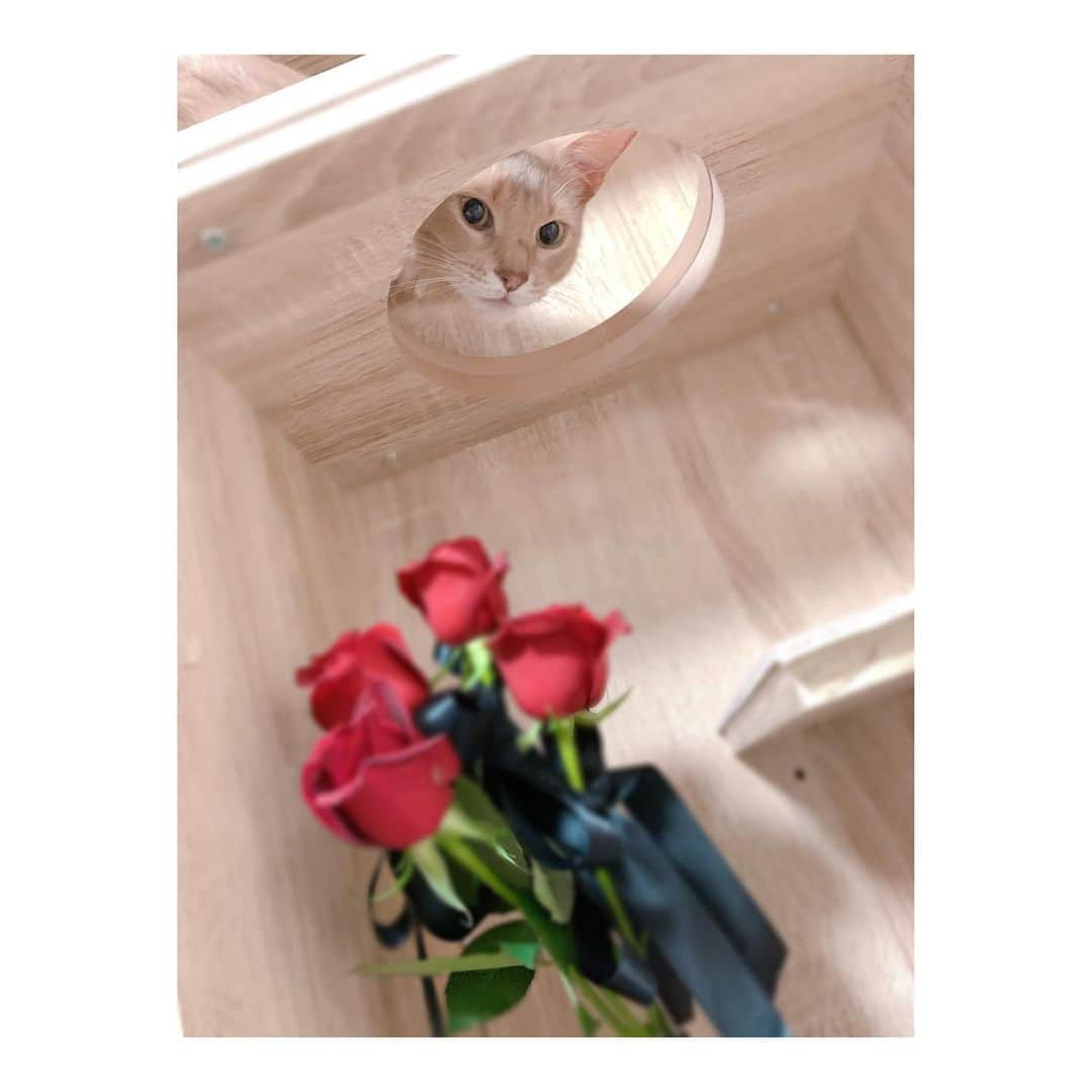 宇月颯さんのインスタグラム写真 - (宇月颯Instagram)「.﻿ .﻿ 赤薔薇の貴公子🌹✨﻿ ﻿ お花や植物など、猫にとって良くないものもあるので、調べたり注意して飾っているのですが、ポテは飾った時に一回見に来るくらいで、ほとんど興味を示さないんです💐🍃﻿ が！何故か薔薇にだけは食いつく…﻿ オスカルかっ！！﻿ ﻿ 前にも薔薇を食べられたので、ポテの来ない所はどこかなーと飾る場所を考えた結果…﻿ キャットウォーク付の家具の上！！笑﻿ だって全然使ってくれないんだもん！！😭笑﻿ 苦労して組み立てたのに全然使わないから、お花を飾るのにちょうどいいと思ったら、薔薇を飾った時だけ来た…。﻿ ﻿ ﻿ 複雑…笑﻿ ﻿ ﻿ #猫#cat#ソマリ#フォーン﻿ #名前は#ポテ#愛称#ぽっちゃん﻿ #赤い薔薇が好き﻿ #オスカルかっ!!﻿ #またはポーの一族に入れてもらおうか #前に動物病院の先生にも相談しました😓﻿ #キャットウォーク付の家具﻿ #使ってくれて嬉しい!!﻿ #でも複雑…﻿ #使って欲しい時は薔薇を飾ろう… #何回か注意したら飛んで逃げていった笑﻿ #にゃんすたぐらむ﻿ #catsofinstagram﻿」5月22日 18時37分 - hayate_uzuki_official